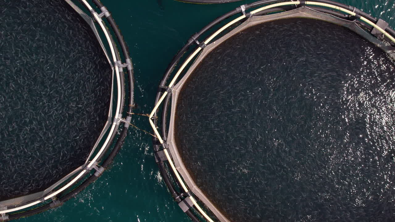 Large amount of fish swimming in a fish farm in the Mediterranean Sea