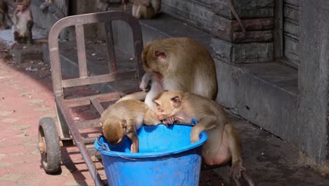 macaco de cola larga, macaca fascicularis, lop buri, tailandia