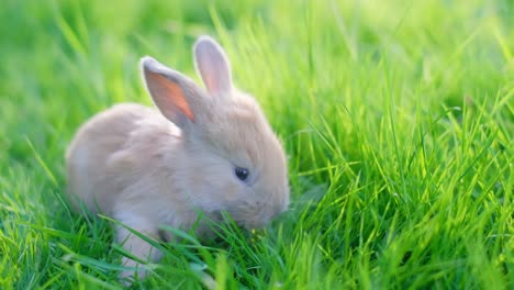 little red-eared rabbit on the green grass, eating leaves in summer. easter bunny in the garden. beautiful pet. home, joy, spring, nature. vertical video