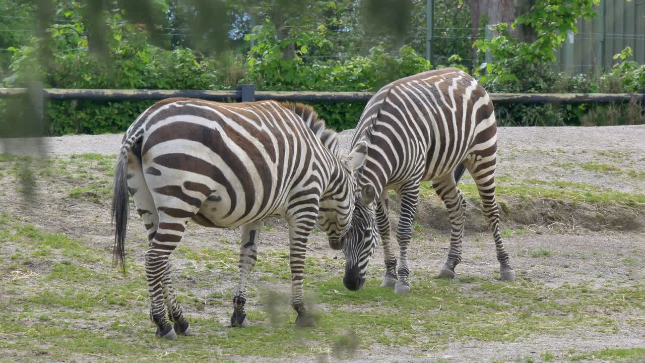 포로 상태 에서 풀 을 먹고 있는 제브라 들 의 눈부신 모습