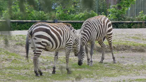 a dazzle of zebras in captivity eating grass