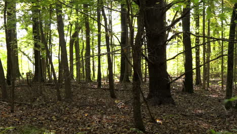 denso rodal de árboles en un bosque con hojarasca marrón en el suelo