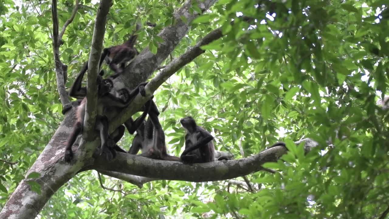 Watch a group of monkeys in their natural tropical forest habitat, perched on tree branches and showcasing their behavior amidst dense green foliage