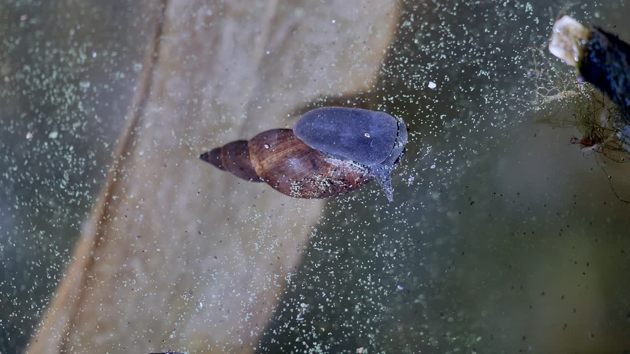 Close up shot of water snail swimming in water lake during sunny day