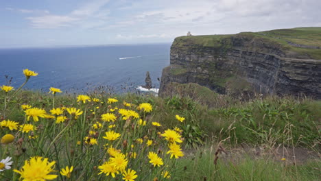 acantilados de moher con flores en primer plano