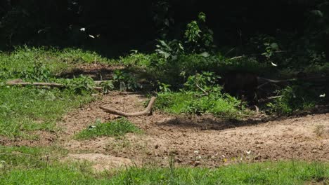 butterflies fly around as a troop appears out of the shadow of the forest moving to the left, stump-tailed macaque macaca arctoides, thailand