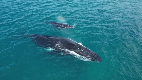 madre y bebé ballena jorobada en la superficie del océano índico durante un día soleado