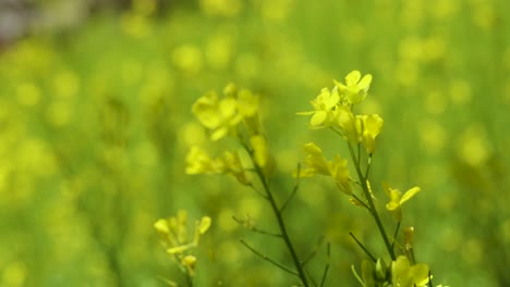 mustard flowers are blooming in the vast field - close-up shot of flower head in the mustard field on a sunny day