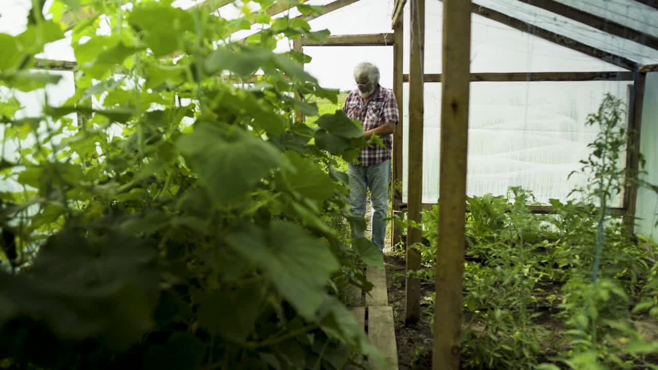 Senior man examining growing of plants in the greenhouse