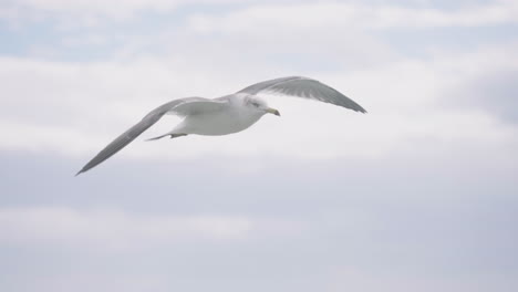 seagull soaring above the water on a fine weather