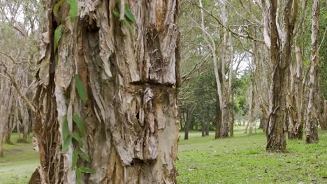 A tranquil grove of eucalyptus trees with sun-dappled grass and open spaces, perfect for relaxation.