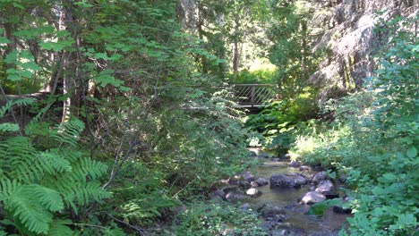 an attractive small river surrounded by a lot of vegetation
