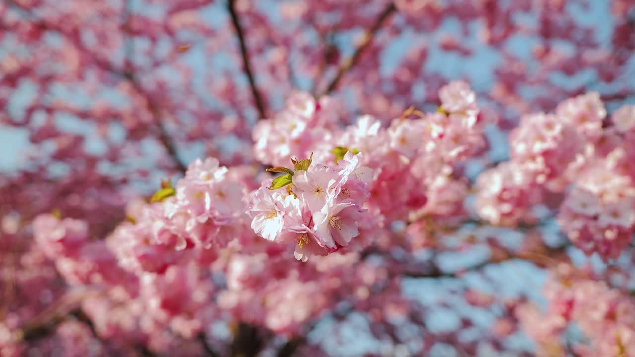 Petal-laced branches stretch wide as sakura tree bloom with pink dreamlike light