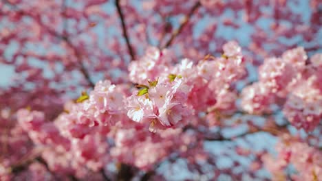 petal-laced branches stretch wide as sakura tree bloom with pink dreamlike light