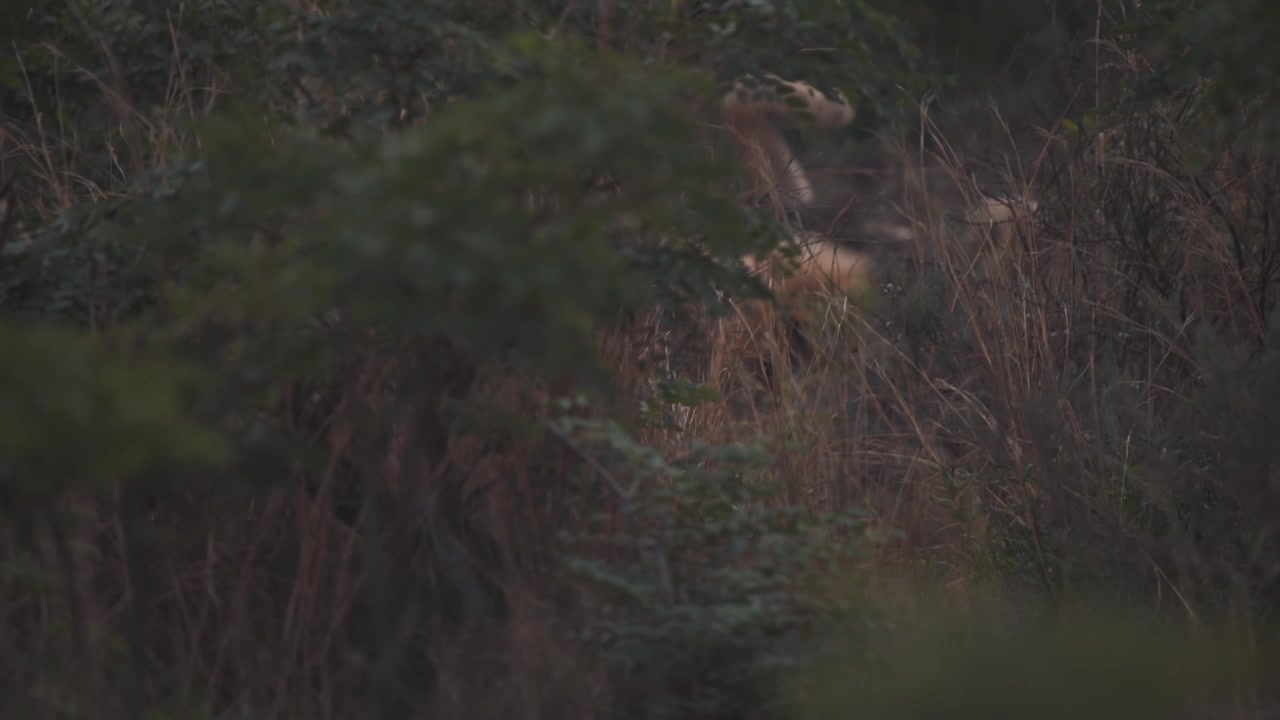 Lion lying and rolling on his back, hidden in dense thicket