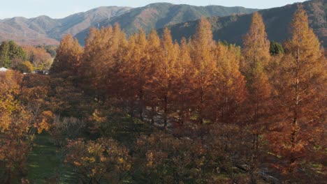 Otoño-Metasequoia-Namiki-Road,-Shiga-Japón