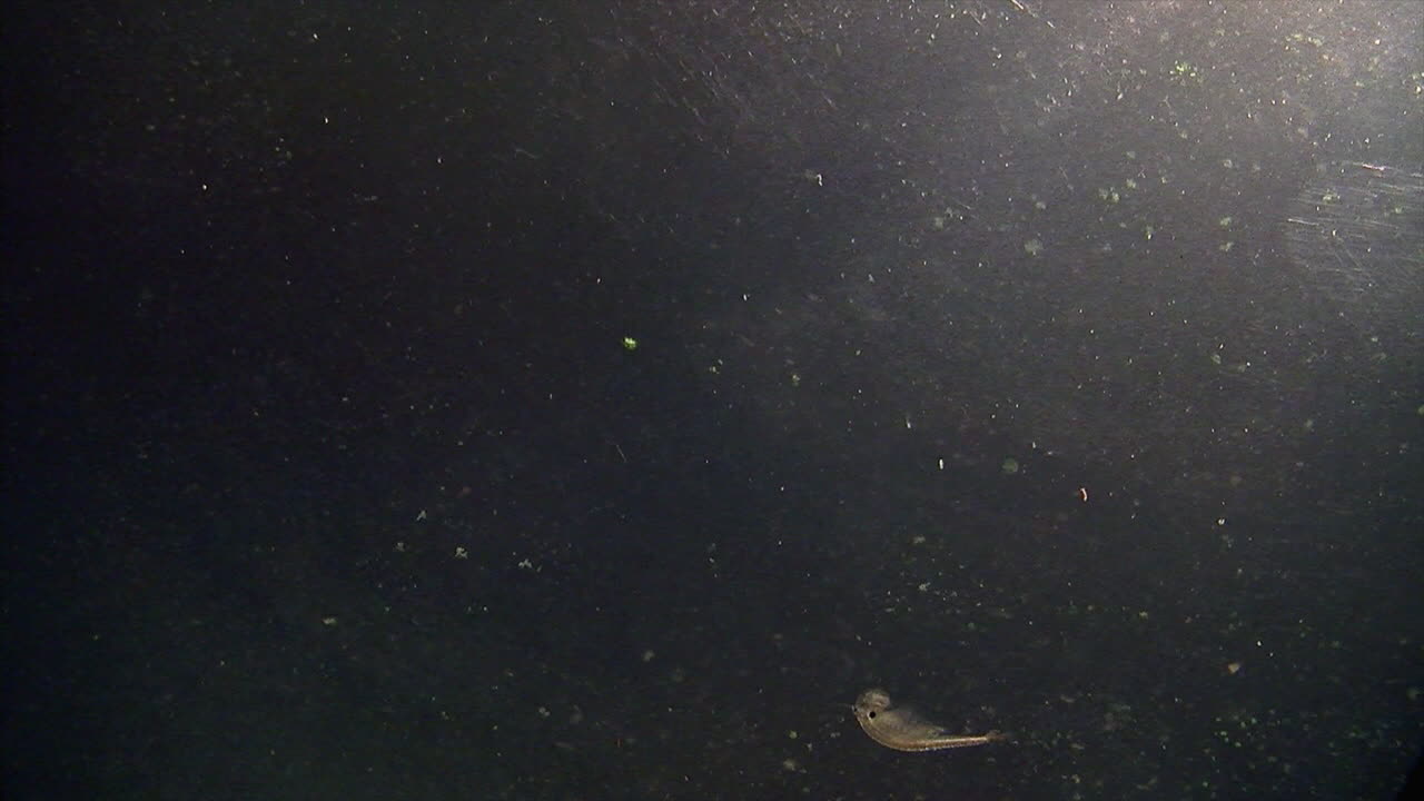 슬로우 모션으로 헤엄치는 올챙이 새우와 염수 새우