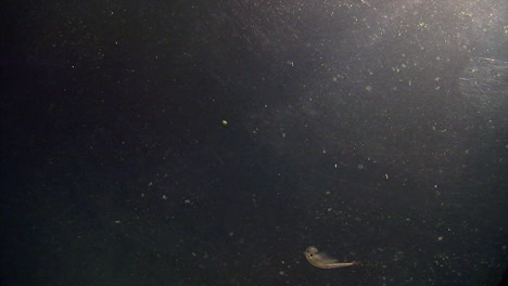 tadpole shrimp and brine shrimp swim in slow motion