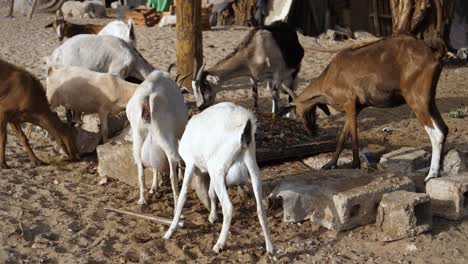 african goats eating and fighting around food on dusty ground in city suburbia