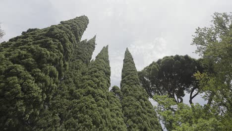 tall evergreen trees against cloudy sky