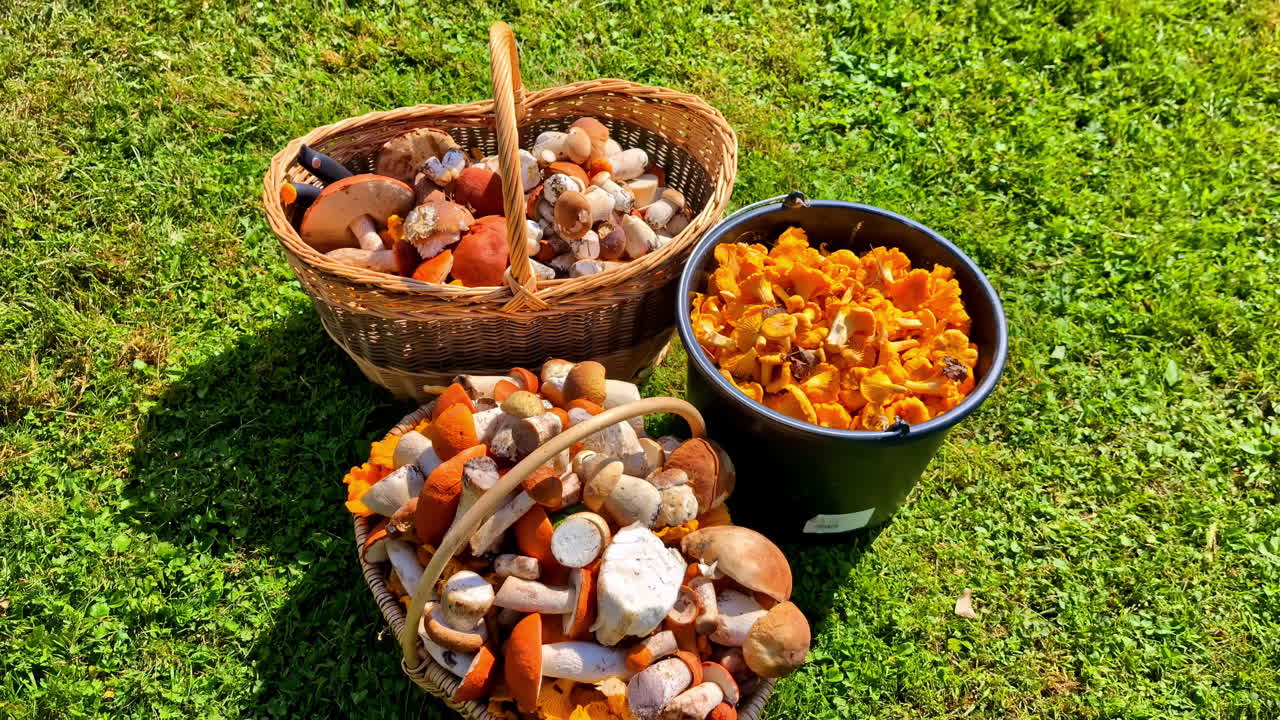 Vista al rallentatore di funghi naturali biologici, verdure selvatiche e prodotti alimentari in cesto o secchio. Natura, dieta, ingredienti vegani e vegetariani per cucinare, raccolta.
