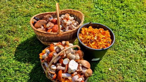 slow motion view of organic natural mushroom shrooms food produce wild vegetables in basket bucket nature diet vegan vegetarian ingredients cooking picking gathering