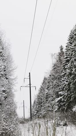 electricity pylons in the forest