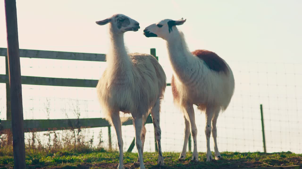 Two Llamas in a Field