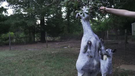 view of nubian goat standing on hind legs to get branch held by person