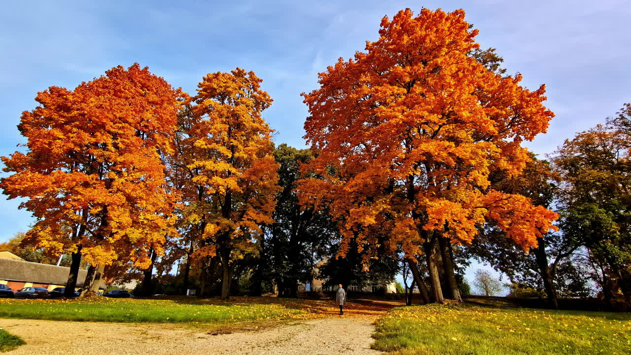 Woman Walking In Fall Park, Trees With Autumn Leaves In Lielvarde, Latvia - Wide Shot