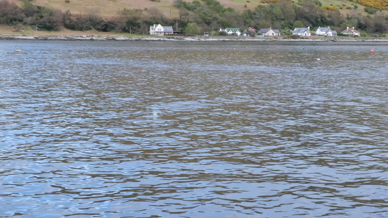 놀고 수영하는 돌고래와 물과 공기의 무새가 서쪽 스코틀랜드의 아란 섬의 해안선 근처에 있습니다.