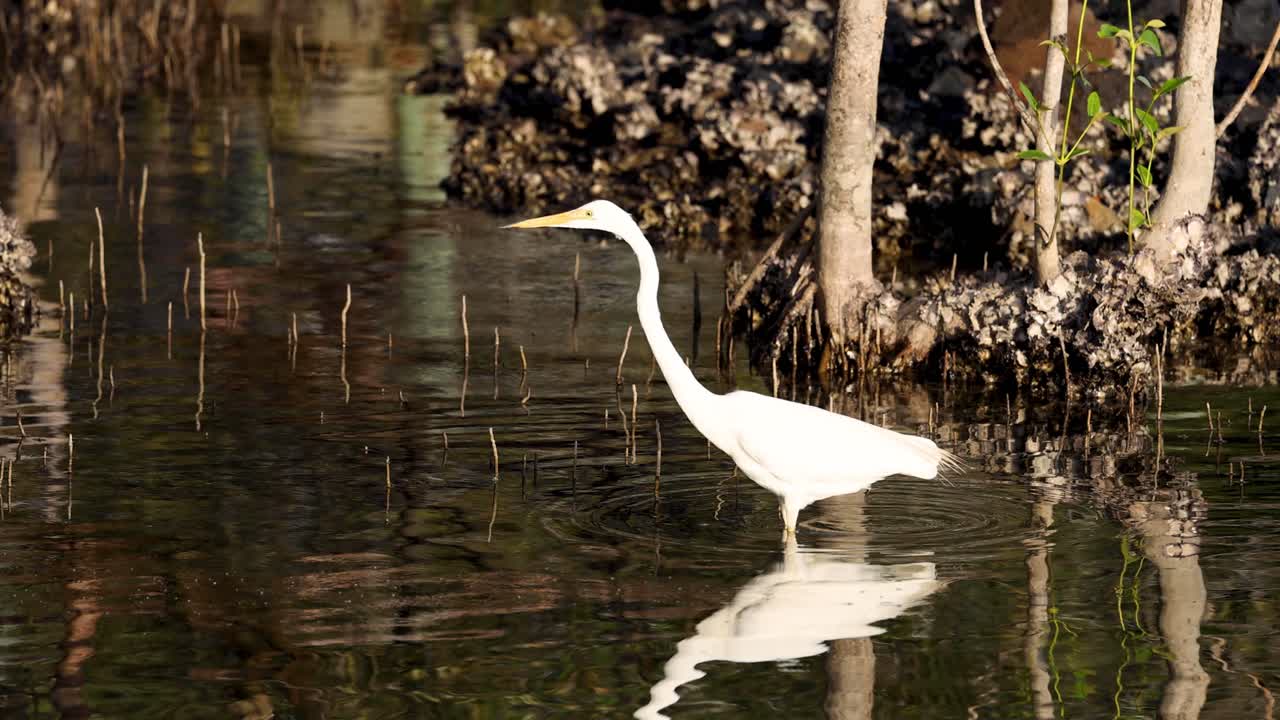 물속에서 먹이를 찾는 독수리