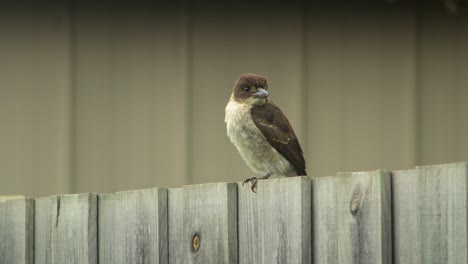 Junger-Jugendlicher-Würger-Thront-Auf-Zaun-Und-Fliegt-Dann-Weg-Australien-Gippsland-Victoria-Maffra