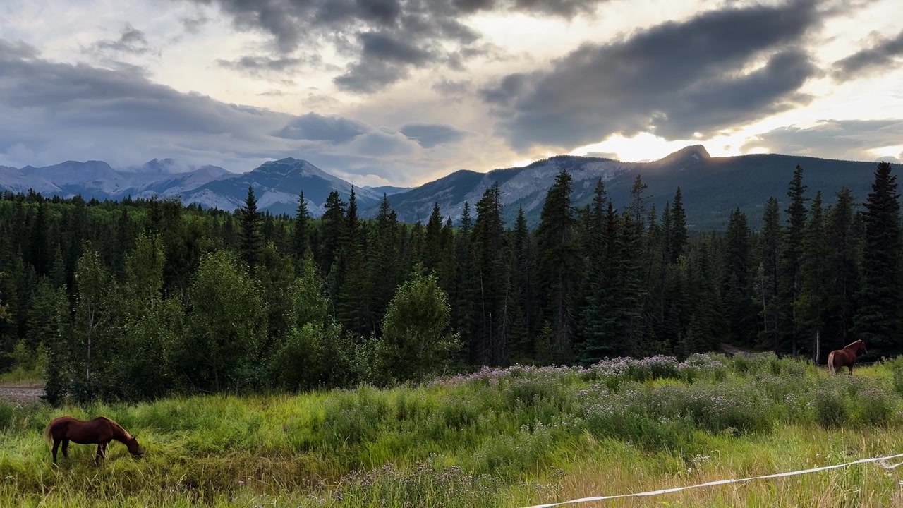 Cavalli al pascolo in un prato lussureggiante con boschi e montagne al tramonto in Alberta.