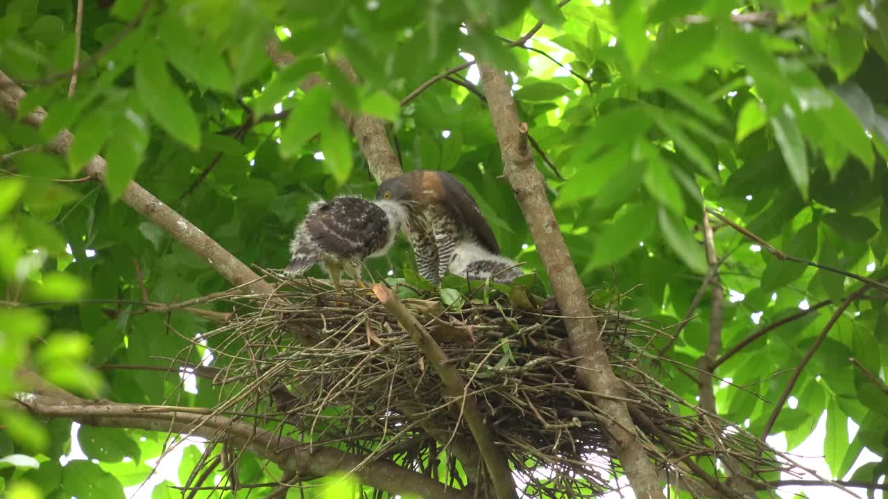Famiglia di astore crestato o elang alap jambul indonesiano sull'albero