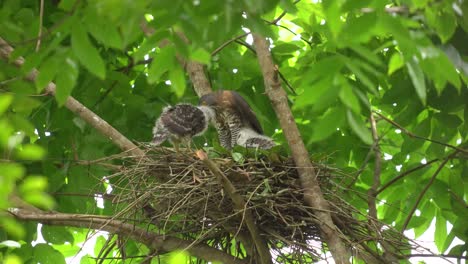 el halcón de cresta o la familia indonesia del elang alap jambul en el árbol