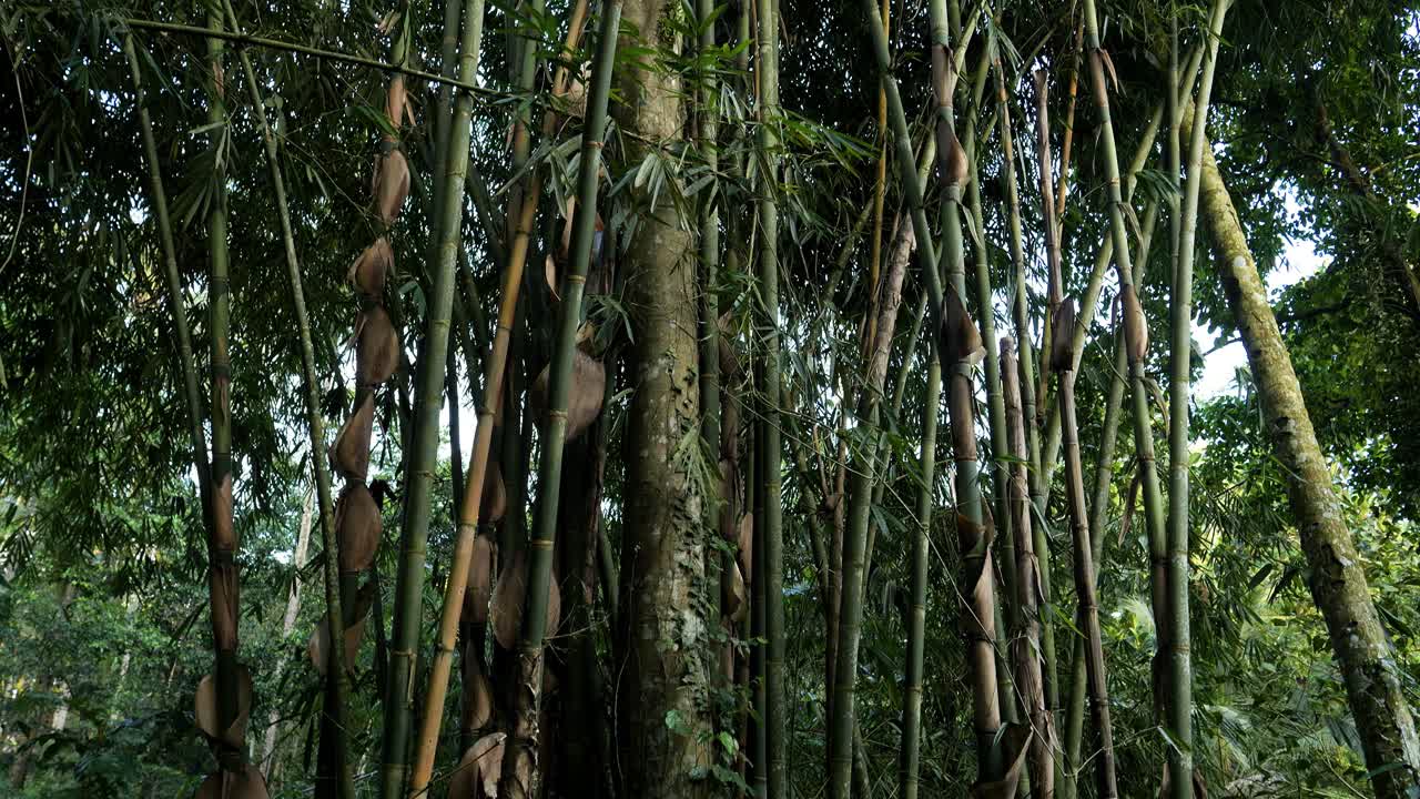 인도네시아 발리 의 우부드 정글 에 있는 식물 들 의 느린 움직임 의  ⁇ 트 업  ⁇