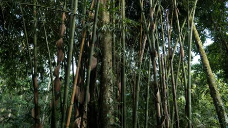 cámara lenta de las plantas en la jungla de ubud en bali en indonesia