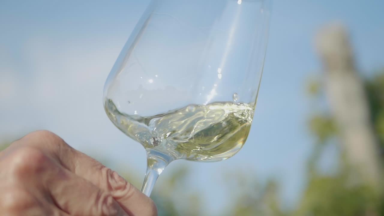 agitando la mano el vino blanco en un vaso transparente frente al viñedo
