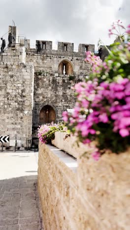 pink geranium flowers in jerusalem old city