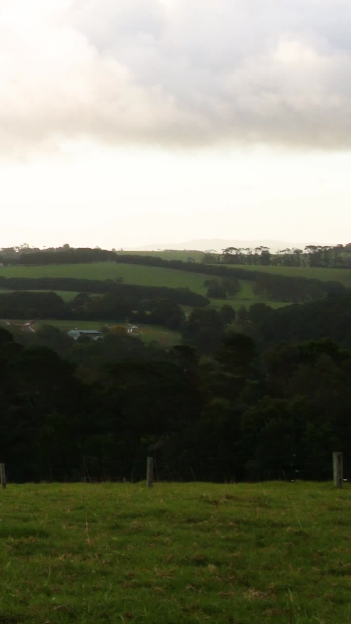 변화 하는 하늘 을 가진  에 있는 소 들