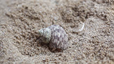 Close-up-of-hermit-crab-opening-up-and-crawling-away