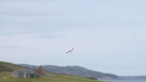 a shot of a gannet sea bird diving for fish and then resurfacing