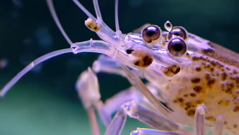 close-up of a translucent shrimp