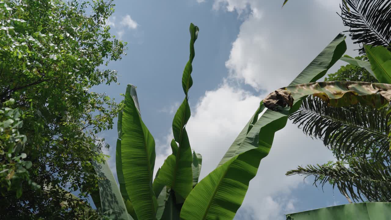 Big banana tree leaves are swinging in the wind, Bali, Indonesia