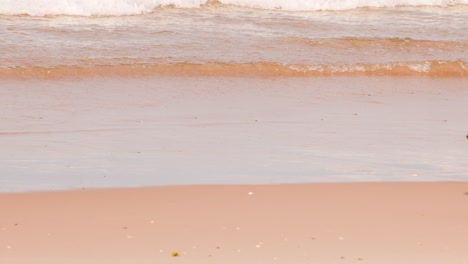a brown dog runs energetically across a sandy beach near gentle ocean waves, captured in natural daylight with a steady, wide shot perspective
