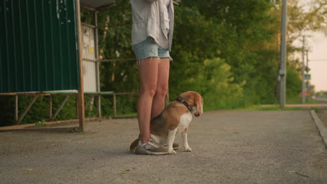 brown color dog sitting between owner's legs outdoors, owner wearing casual denim shorts and sneakers, owner's right hand is up, background features bus stop shelter and green trees