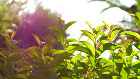 Bewässerungsgarten-Mit-Jungen-Grünen-Bäumen,-Sonnige-Sommerszene