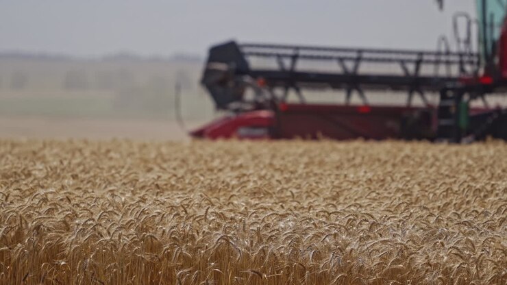 Ripe wheat on the field. Yellow spikes of wheat on the blurred background of combine harvester. Seasonal works in the farmland.