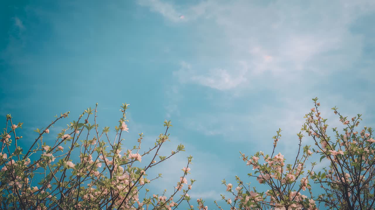 Swaying flowering tree branches moving in gentle breeze at park, shedding single pink petal